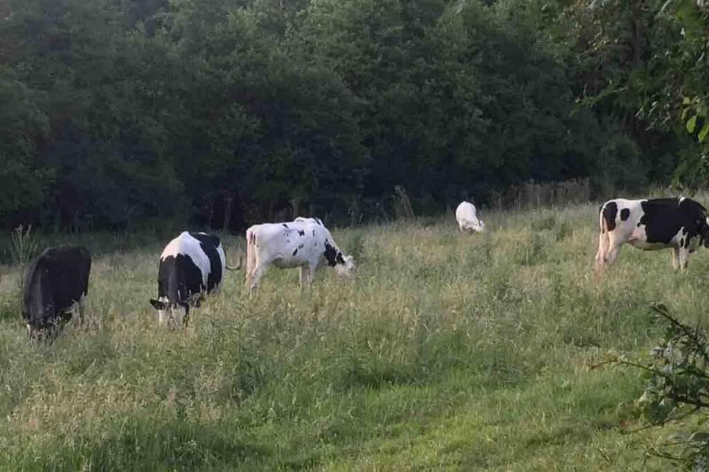 Cottage Normand Avec Sa Grande Piscine Chauffee Toute L Annee Sur Parc Arbore Et Clos En Plein Coeur De La Campagne Adapte Aux Kids Et Dog Friendly Saint-Antonin-de-Sommaire ภายนอก รูปภาพ